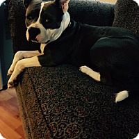 Adopt A Pet :: Buddah - Lombard, IL