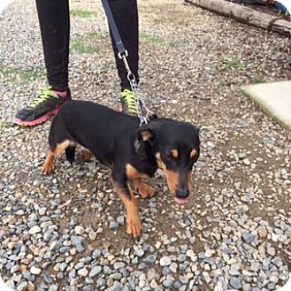 ASTRA | Adopted Dog | Elk Grove, CA | Dachshund/Miniature ...