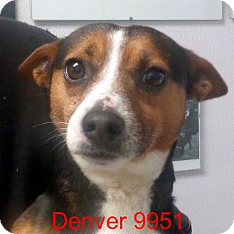 Brattleboro, VT - Jack Russell Terrier/Miniature Pinscher ...