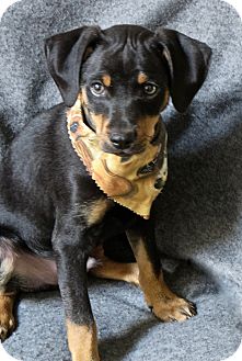 Irvine, CA - Manchester Terrier/Miniature Pinscher Mix ...