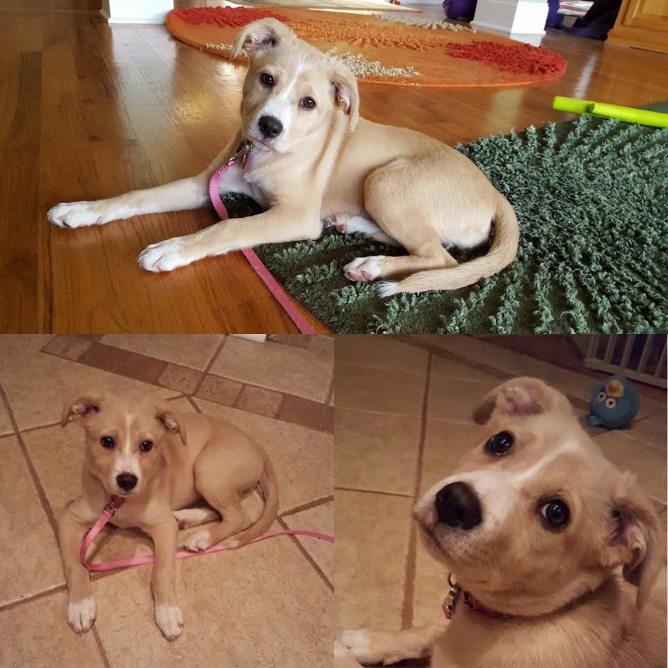 Adopt Stella a Tan/Yellow/Fawn Australian Shepherd / Labrador Retriever