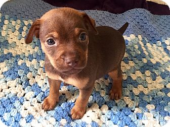 Vancouver, BC - Terrier (Unknown Type, Small) Mix. Meet ...