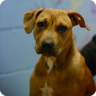Butters | Adopted Dog | Stillwater, OK | Pit Bull Terrier ...