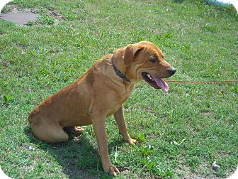 vizsla lab mix puppies vizsla hound mix breeds picture vizsla lab mix puppies vizsla hound mix breeds picture