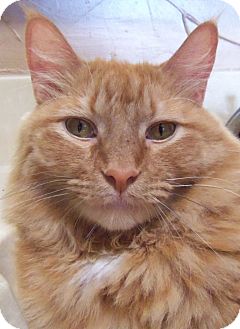 Maine Coon Cat for Sale in Ennis, Texas - Gatsby Maine Coon Cat for Sale in Ennis, Texas - Gatsby