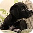 Photo 3 - Yorkie, Yorkshire Terrier/Schnauzer (Standard) Mix Puppy for adoption in Hagerstown, Maryland - Balboa Photo 3 - Yorkie, Yorkshire Terrier/Schnauzer (Standard) Mix Puppy for adoption in Hagerstown, Maryland - Balboa