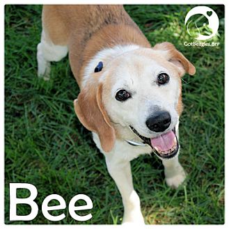 Pittsburgh, PA - Beagle Mix. Meet Bee a Dog for Adoption.