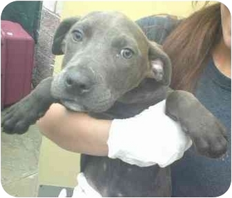 Charlotte | Adopted Puppy | Oak Ridge, NJ | Boxer ...