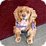 Photo 1 - Cocker Spaniel Dog for adoption in Sacramento, California - Strawberry Photo 1 - Cocker Spaniel Dog for adoption in Sacramento, California - Strawberry
