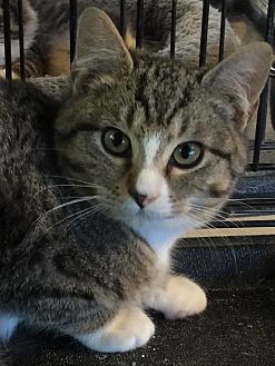 Chattanooga, TN - Domestic Shorthair. Meet Gonzo a Cat for ...