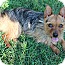 Photo 2 - Yorkie, Yorkshire Terrier Mix Dog for adoption in Wytheville, Virginia - Professor Photo 2 - Yorkie, Yorkshire Terrier Mix Dog for adoption in Wytheville, Virginia - Professor