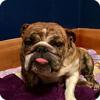 Piglet | Adopted Dog | Park Ridge, IL | English Bulldog