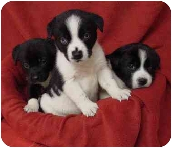 Eight Puppies | Adopted Puppy | Westfield, NY | Australian ...