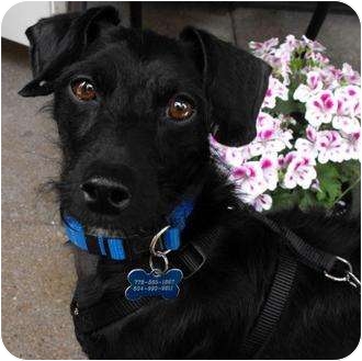 CHUBS~ADOPTED!! | Adopted Dog | North Vancouver, BC | Fox ...