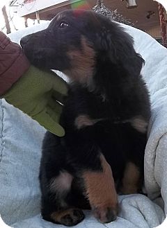 Macon | Adopted Puppy | Memphis, TN | English Shepherd ...
