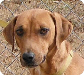 34007603 | Adopted Dog | 121716 | Cedartown, GA | Vizsla ...