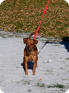 Gardnerville, NV - Miniature Pinscher/Dachshund Mix. Meet ...