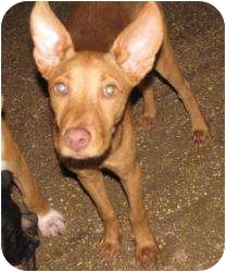 Isa | Adopted Puppy | East Hartford, CT | Pharaoh Hound Mix