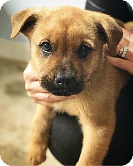 Eugene, OR - German Shepherd Dog/Boxer Mix. Meet Silas a ...