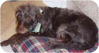 CHOCOLATE COCOA | Adopted Dog | 1151 | Melbourne, FL ...