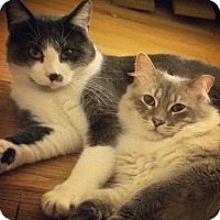Chicago, IL - Siamese. Meet Nani a Cat for Adoption.