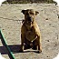 Photo 3 - Pit Bull Terrier Mix Dog for adoption in Moulton, Alabama - Yogi Photo 3 - Pit Bull Terrier Mix Dog for adoption in Moulton, Alabama - Yogi