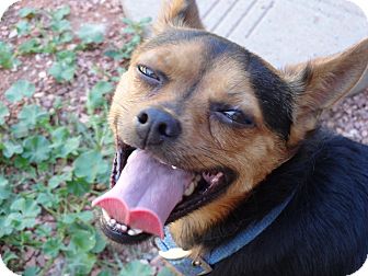 SPIKE | Adopted Dog | Littleton, CO | Miniature Pinscher ...