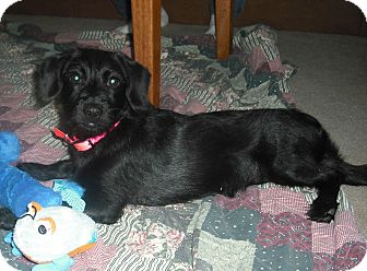 dachshund scottie mix