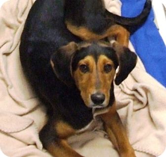 Lily - Deb | Adopted Dog | Kalamazoo, MI | Hound (Unknown ...
