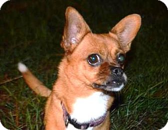 bulldog mix french chihuahua frenchy brooksville pet