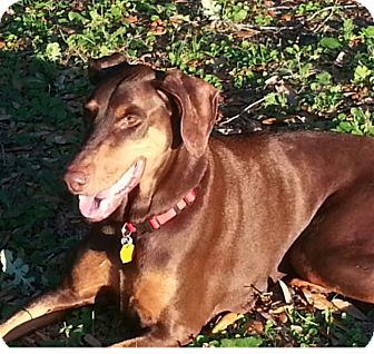 Boo | Adopted Dog | Orlando, FL | Doberman Pinscher