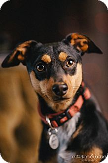 Kali | Adopted Dog | Portland, OR | Miniature Pinscher ...
