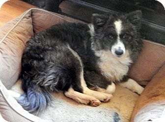 Richmond, VA - Sheltie, Shetland Sheepdog/Poodle (Toy or ...