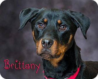 Somerset, PA - Rottweiler/Doberman Pinscher Mix. Meet ...
