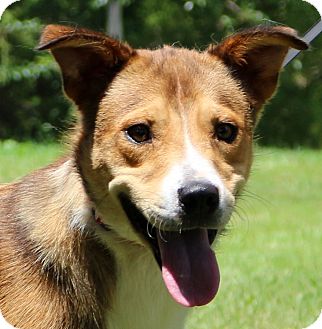 Glastonbury, CT - Border Collie/Basenji Mix. Meet Lancelot a Dog for