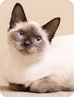 Koala | Adopted Cat | Chicago, IL | Siamese