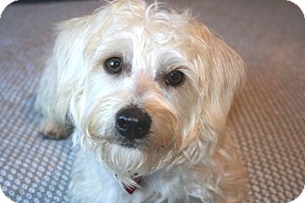 Captain - I do not shed! | Adopted Dog | Yorba Linda, CA ...