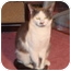Photo 1 - Domestic Shorthair Cat for adoption in Spotsylvania, Virginia - Alexa Photo 1 - Domestic Shorthair Cat for adoption in Spotsylvania, Virginia - Alexa