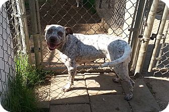 American Pit Bull Terrier Dog for Sale in san antonio, Texas - Ambrosia American Pit Bull Terrier Dog for Sale in san antonio, Texas - Ambrosia