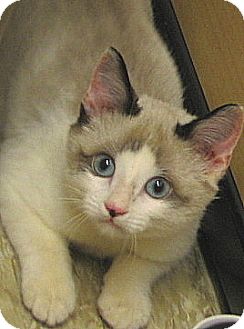Nanuk | Adopted Kitten | Tulsa, OK | Siamese