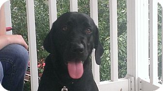 Labrador Retriever Mix Dog for adoption in Brattleboro, Vermont - Gabe Labrador Retriever Mix Dog for adption in Brattleboro, Vermont - Gabe