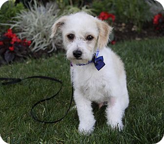 Mischling Pudel Jack Russel Shih Tzu Jack Russell Terrier Pudel