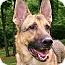 Photo 4 - German Shepherd Dog Dog for adoption in Nashville, Tennessee - Calvin Photo 4 - German Shepherd Dog Dog for adoption in Nashville, Tennessee - Calvin