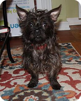 Cincinnati, OH - Cairn Terrier/Affenpinscher Mix. Meet  