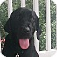 Photo 1 - Labrador Retriever Mix Dog for adoption in Nashville, Tennessee - Gabe Photo 1 - Labrador Retriever Mix Dog for adoption in Nashville, Tennessee - Gabe