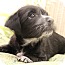 Photo 2 - Yorkie, Yorkshire Terrier/Schnauzer (Standard) Mix Puppy for adoption in Hagerstown, Maryland - Balboa Photo 2 - Yorkie, Yorkshire Terrier/Schnauzer (Standard) Mix Puppy for adoption in Hagerstown, Maryland - Balboa