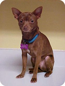 Dahlgren, VA - Miniature Pinscher/Chihuahua Mix. Meet ...