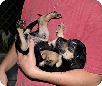 Manchester, NH - German Shepherd Dog Mix. Meet Aquarius a ...