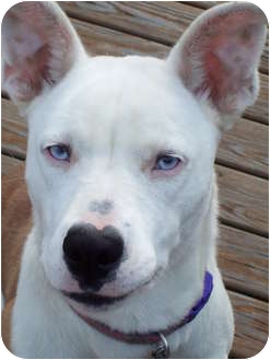 Loubell | Adopted Dog | Covington, KY | Husky/Boxer Mix