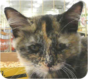 Calypso | Adopted Kitten | Sacramento, CA | Calico